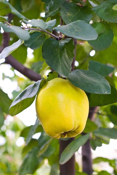 Cotonium malum Olena